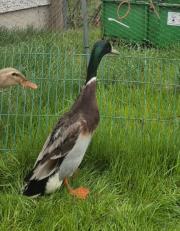 Fundtier Tier-ID 39914