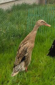 Fundtier Tier-ID 39915