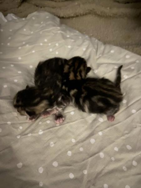 Europäische Hauskatze