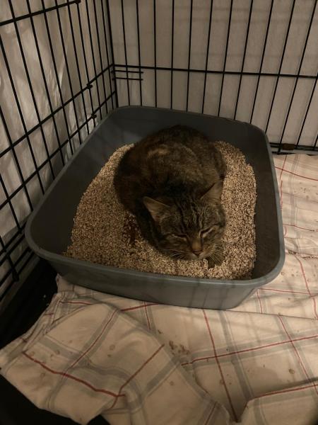 Europäische Hauskatze