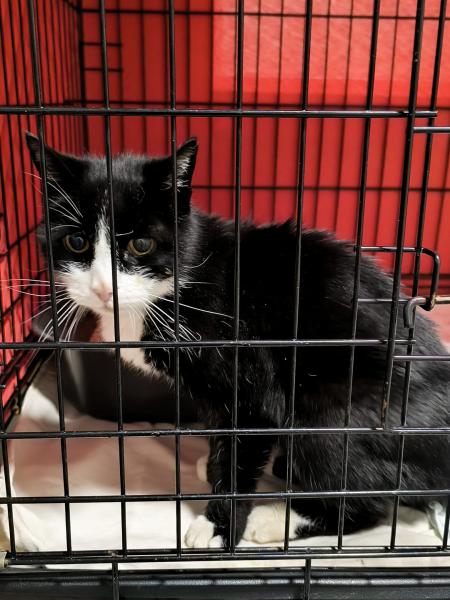 Europäische Hauskatze