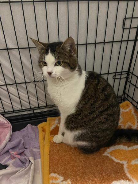 Europäische Hauskatze