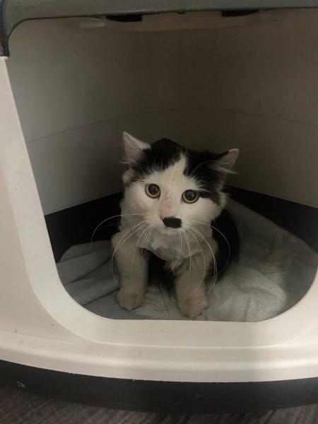 Langhaarkatze-Mischling