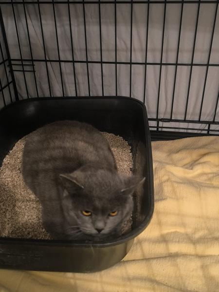 Europäische Hauskatze
