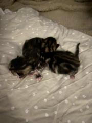 Fundtier Tier-ID 39868