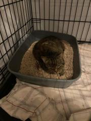 Fundtier Tier-ID 39886