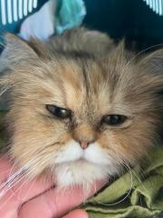 Fundtier Tier-ID 39847