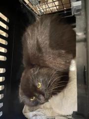 Fundtier Tier-ID 39932