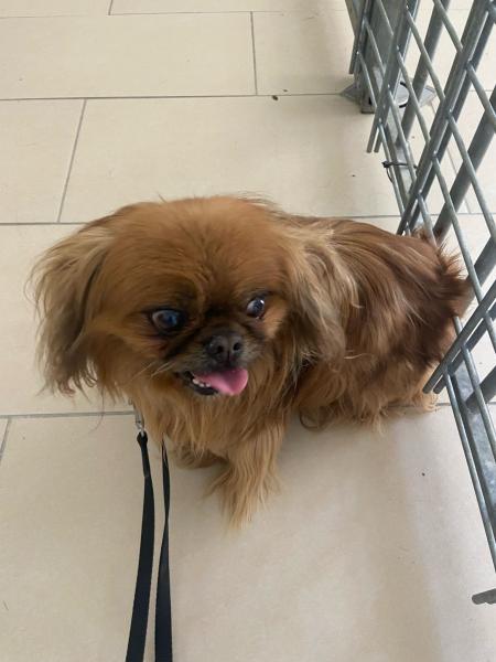 Pekinese