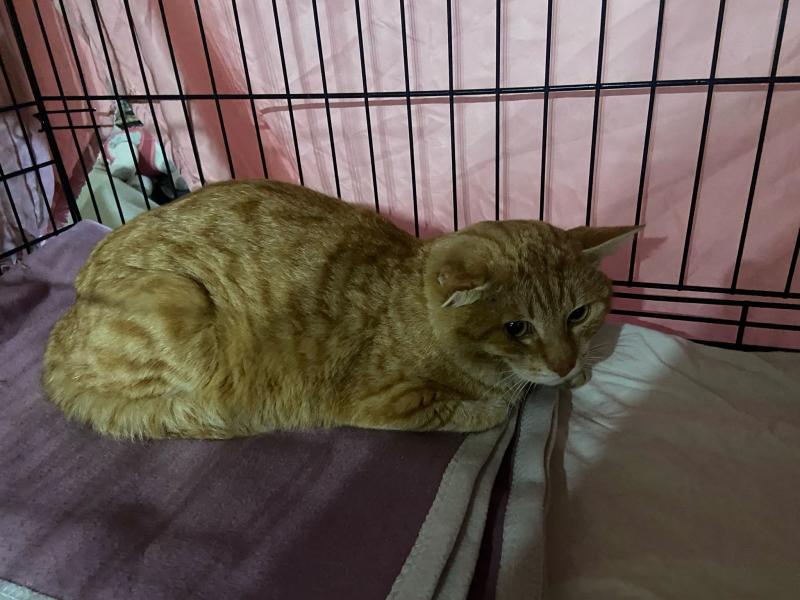 Europäische Hauskatze