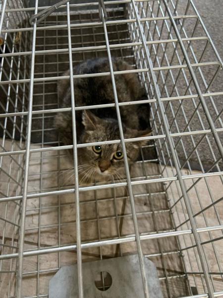 Europäische Hauskatze