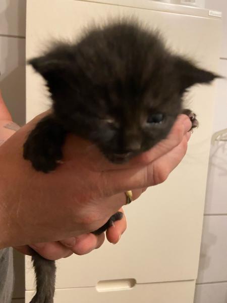 Langhaarkatze-Mischling