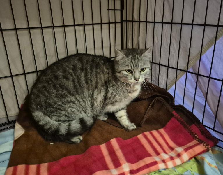 Europäische Hauskatze