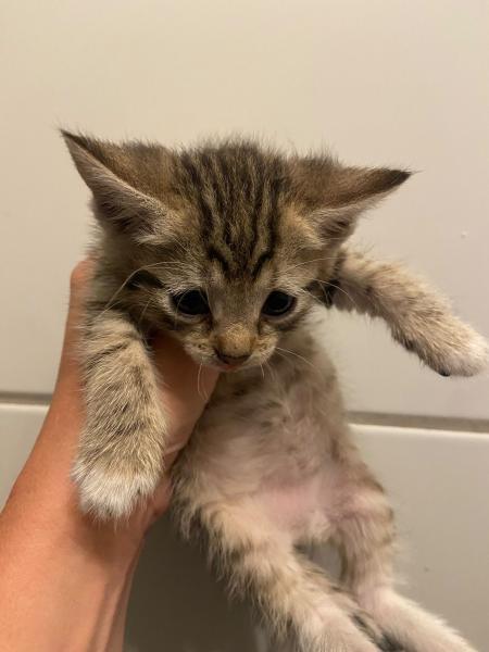 Europäische Hauskatze