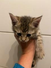 Fundtier Tier-ID 40618