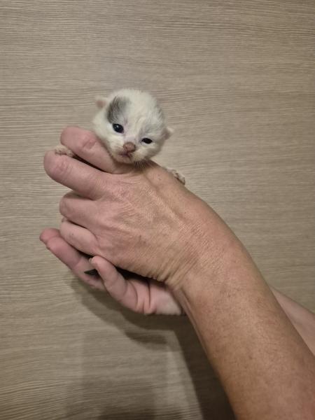 Europäische Hauskatze
