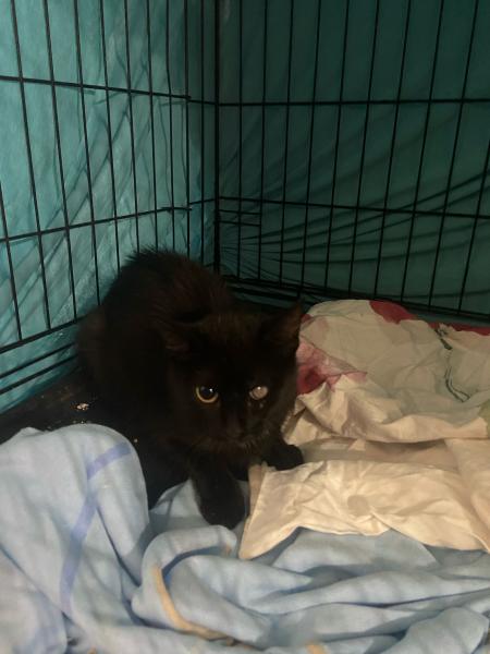 Europäische Hauskatze
