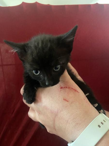 Europäische Hauskatze