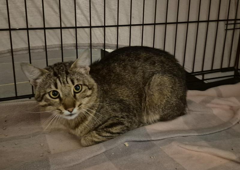 Europäische Hauskatze