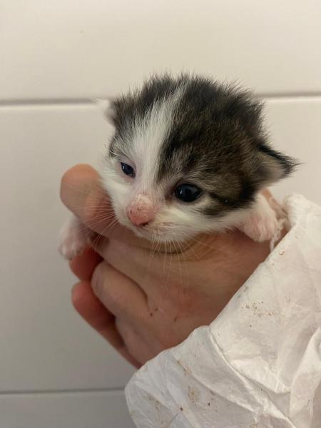 Europäische Hauskatze