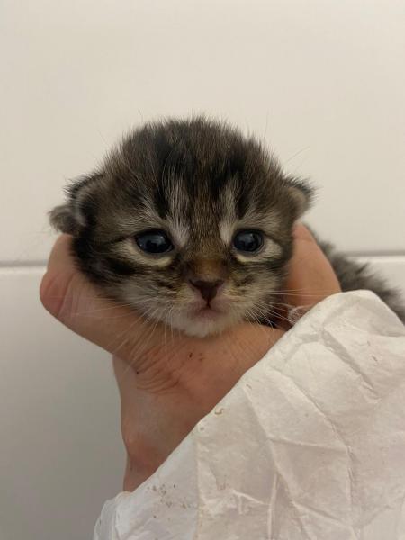 Europäische Hauskatze