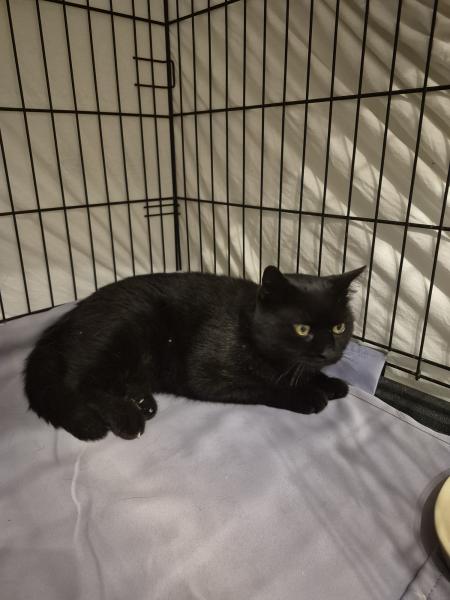 Europäische Hauskatze