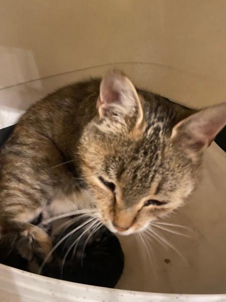 Europäische Hauskatze