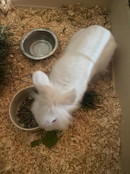 Kaninchen