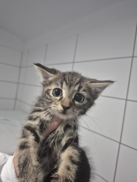 Europäische Hauskatze
