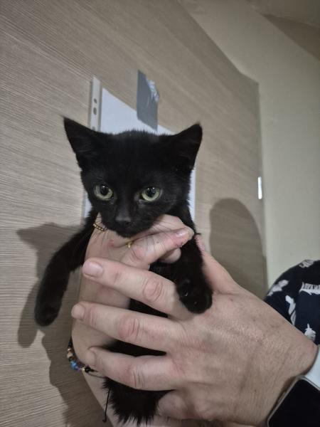 Europäische Hauskatze