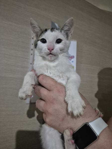 Europäische Hauskatze
