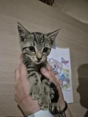 Fundtier Tier-ID 41542