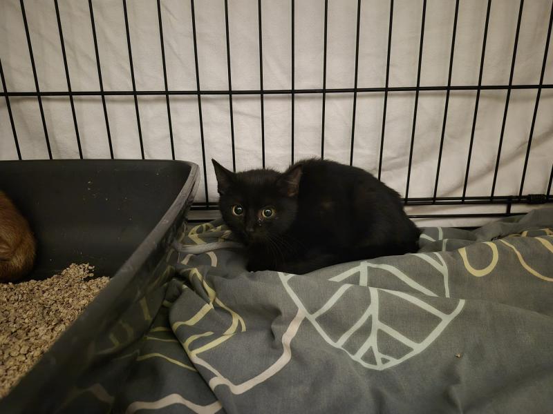 Europäische Hauskatze