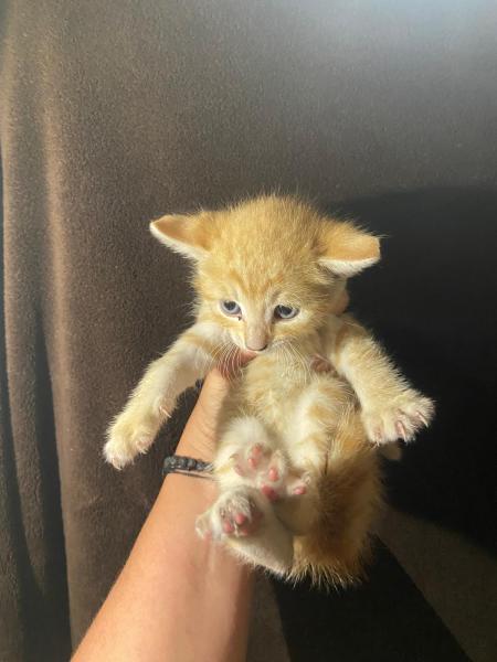 Europäische Hauskatze