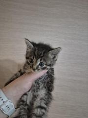 Fundtier Tier-ID 41589