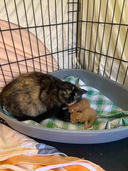 Europäische Hauskatze