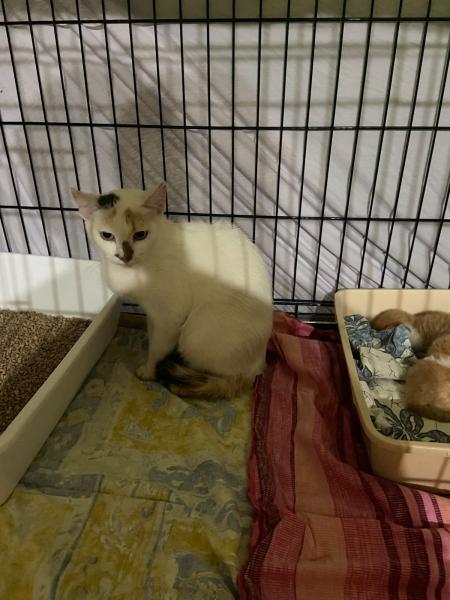 Europäische Hauskatze