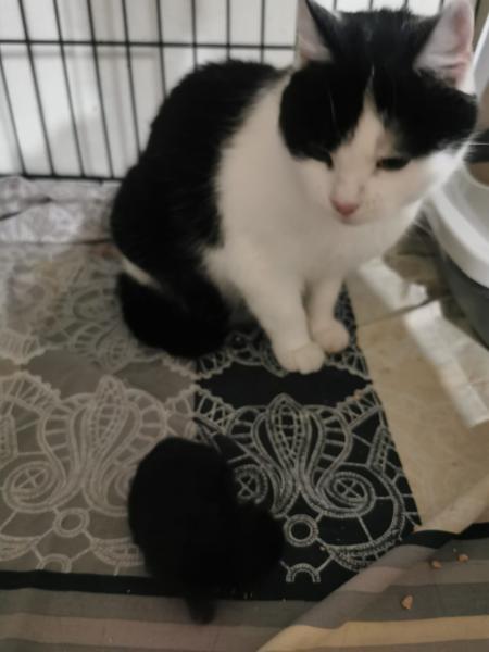 Europäische Hauskatze