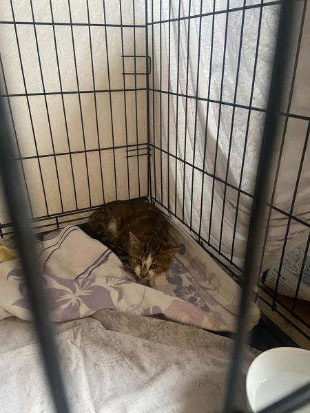 Europäische Hauskatze