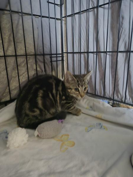 Europäische Hauskatze