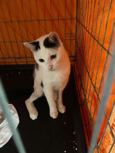 Europäische Hauskatze