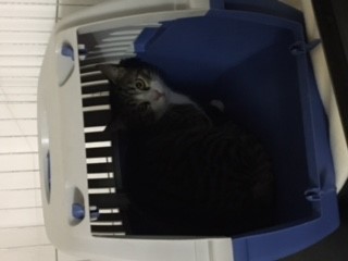Europäische Hauskatze