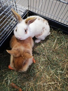 Kaninchen