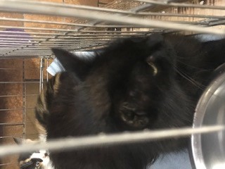 Fundtier Tier-ID 22215
