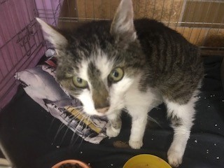 Europäische Hauskatze