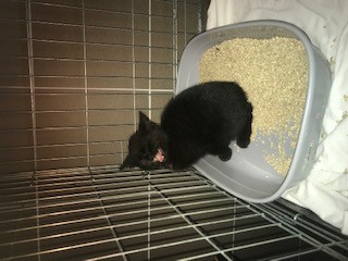 Fundtier Tier-ID 25367