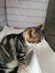 Fundtier Tier-ID 25195