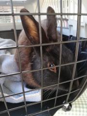 Fundtier Tier-ID 25370