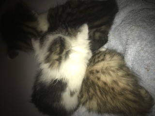 Fundtier Tier-ID 25198