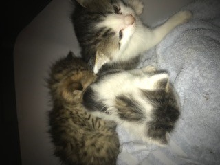 Fundtier Tier-ID 25197